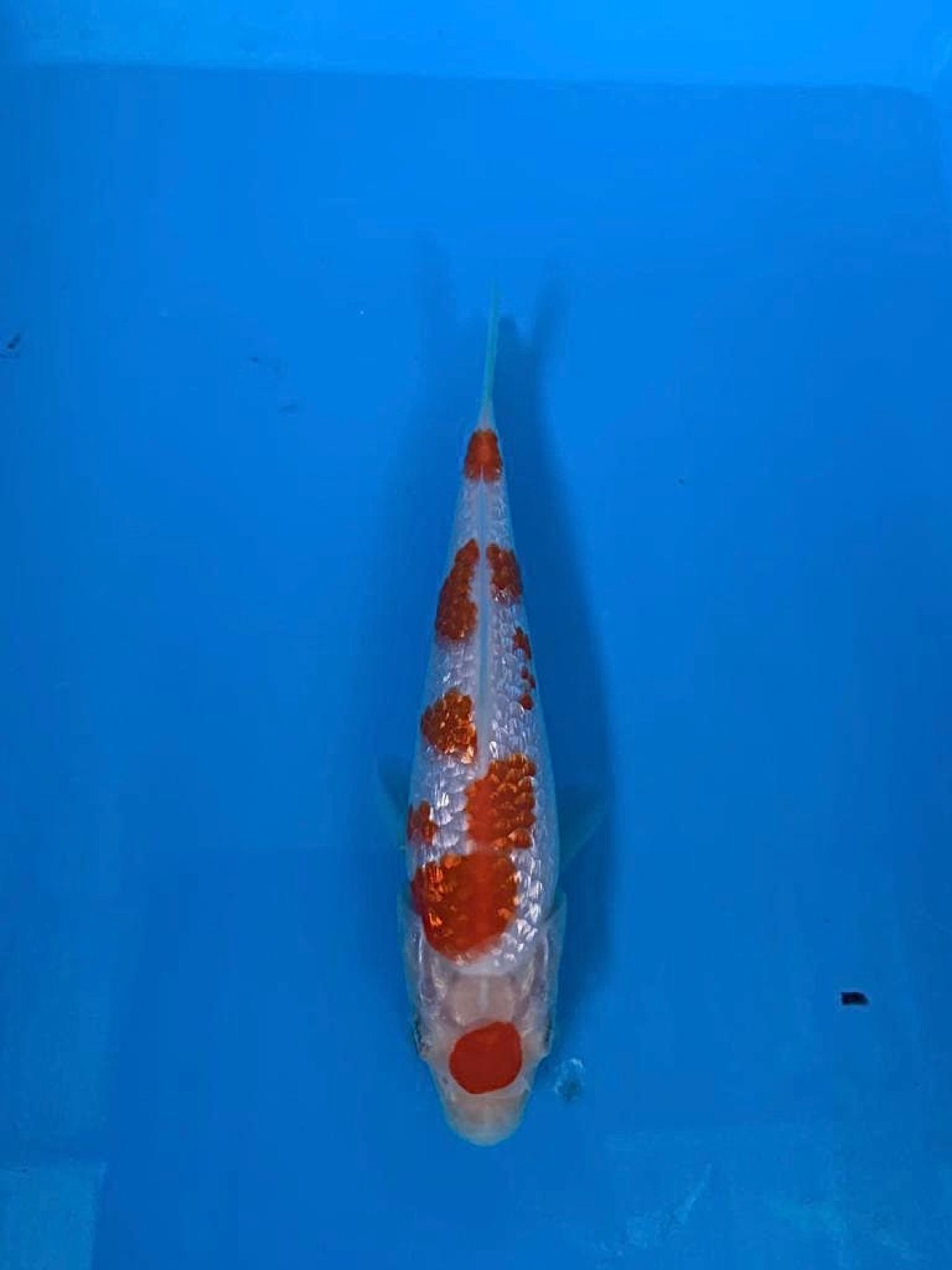 Juara 4