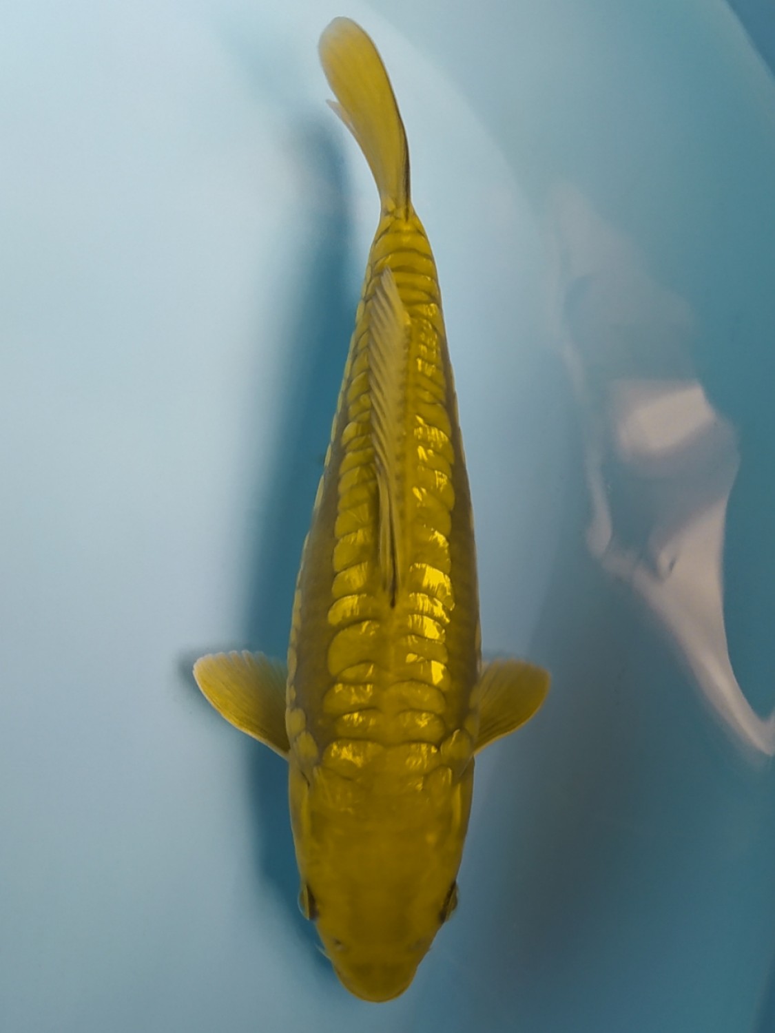 Juara 2