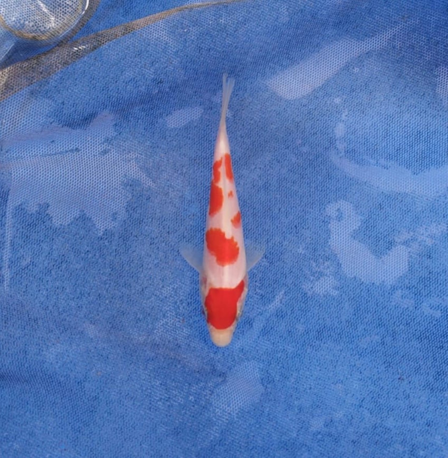 Juara 1