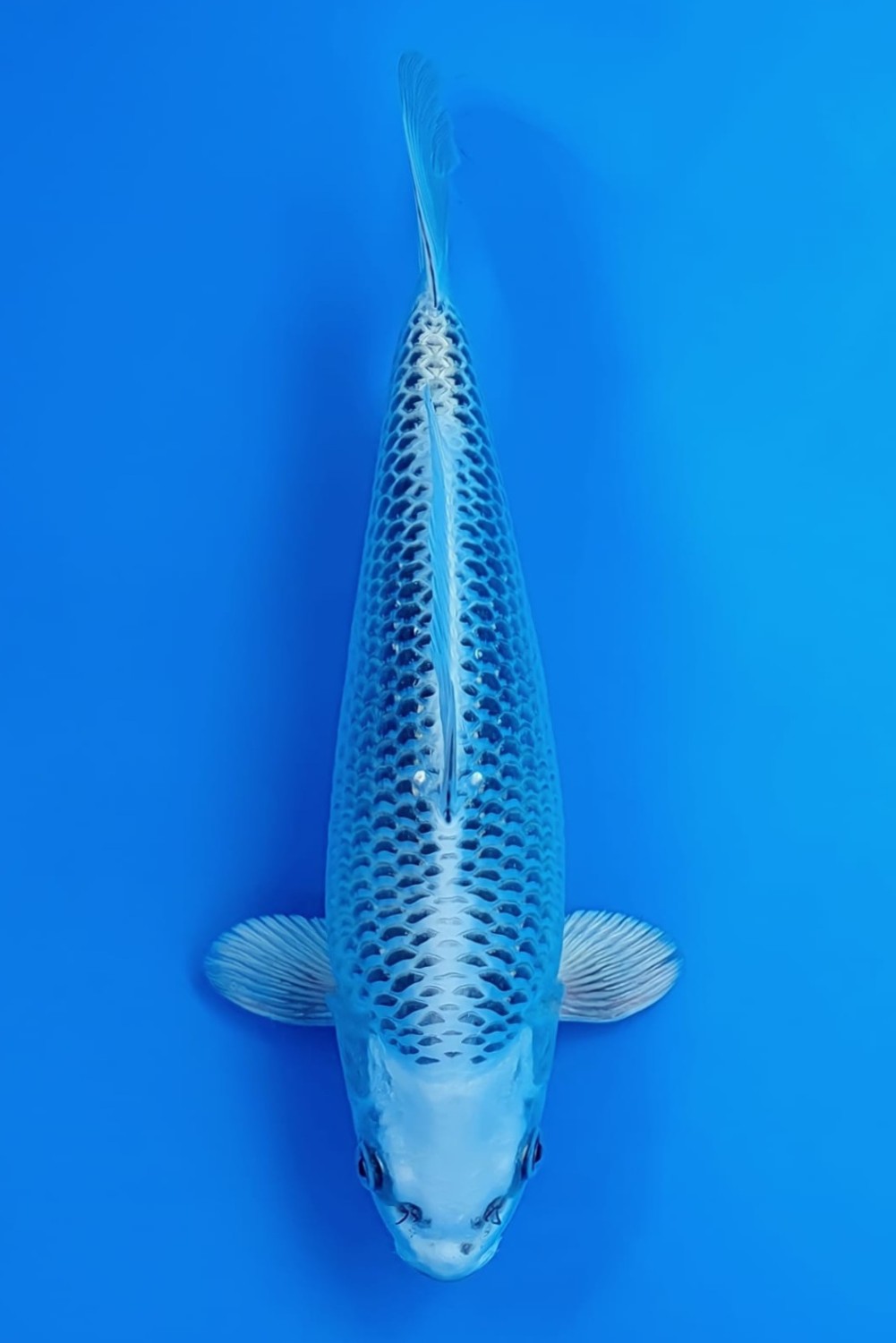 Best In Size E 26 - 30 cm