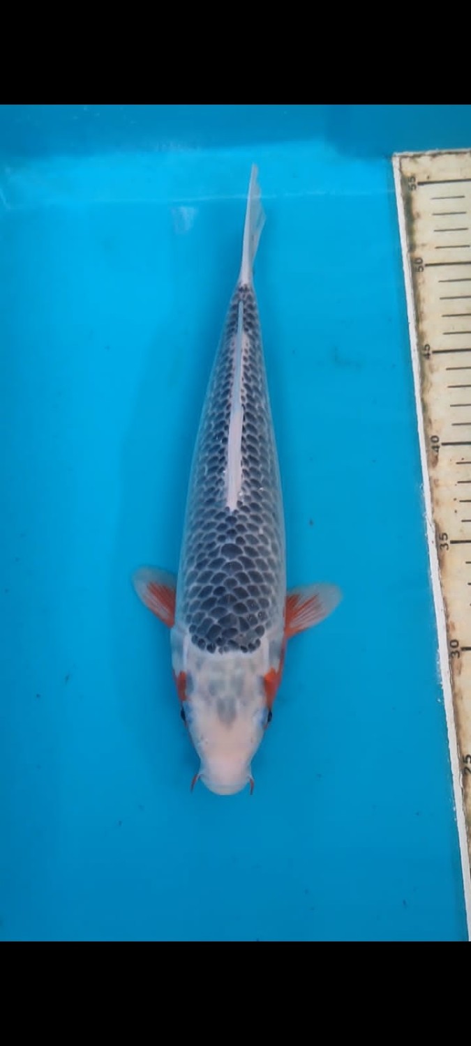 Juara 1