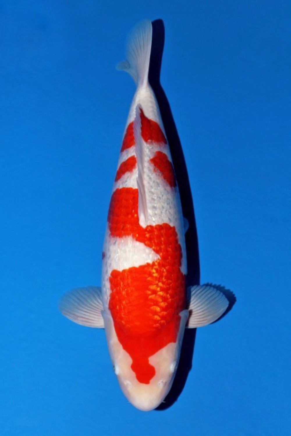 Juara 1