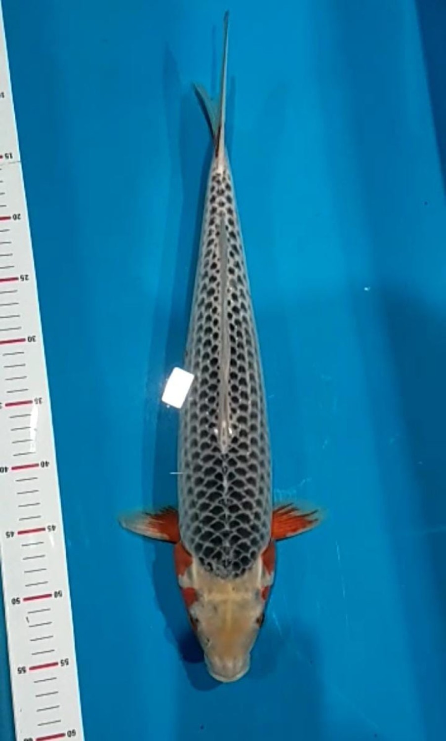 Juara 1