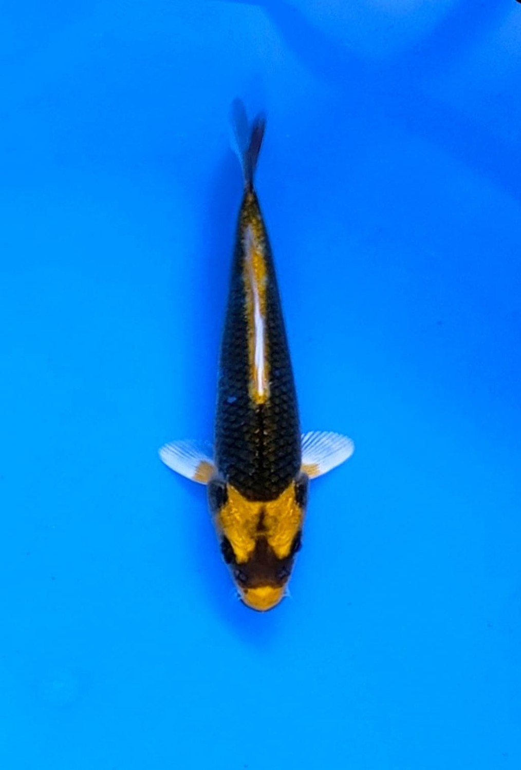 Juara 4