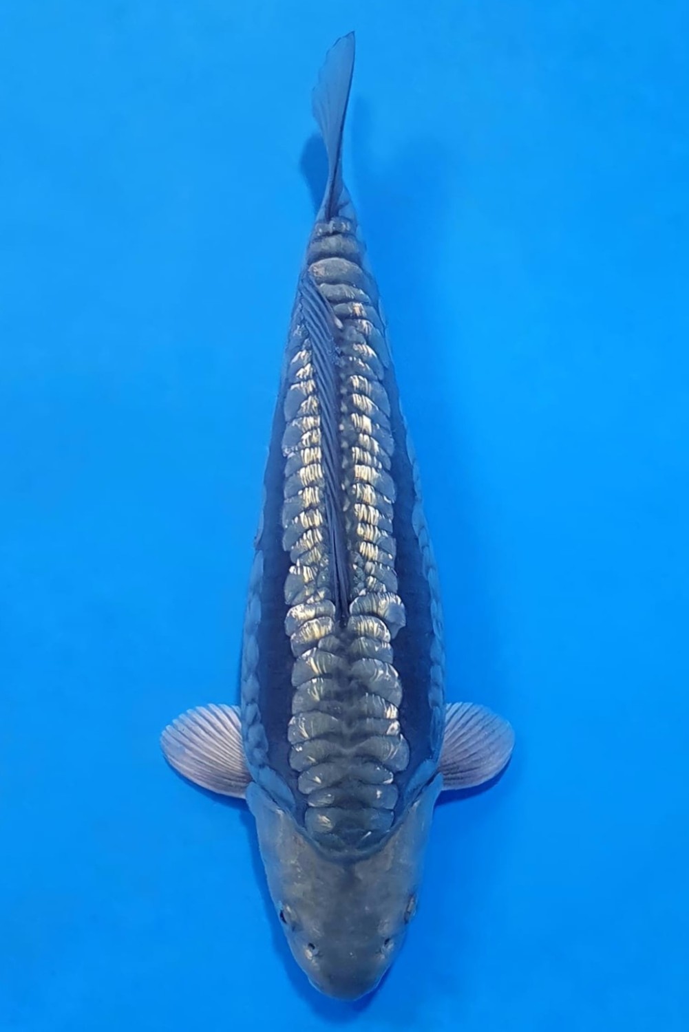 Best In Size F 31 - 35 cm