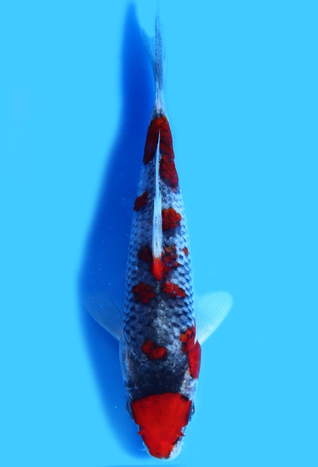 Juara 1