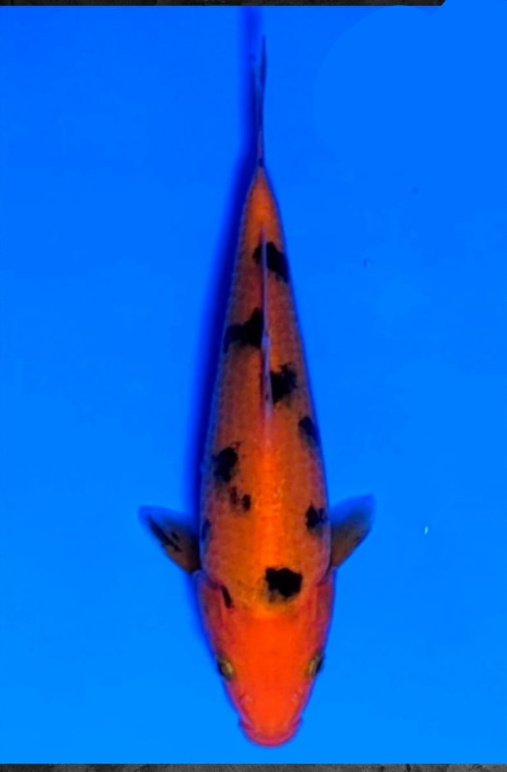 Juara 4
