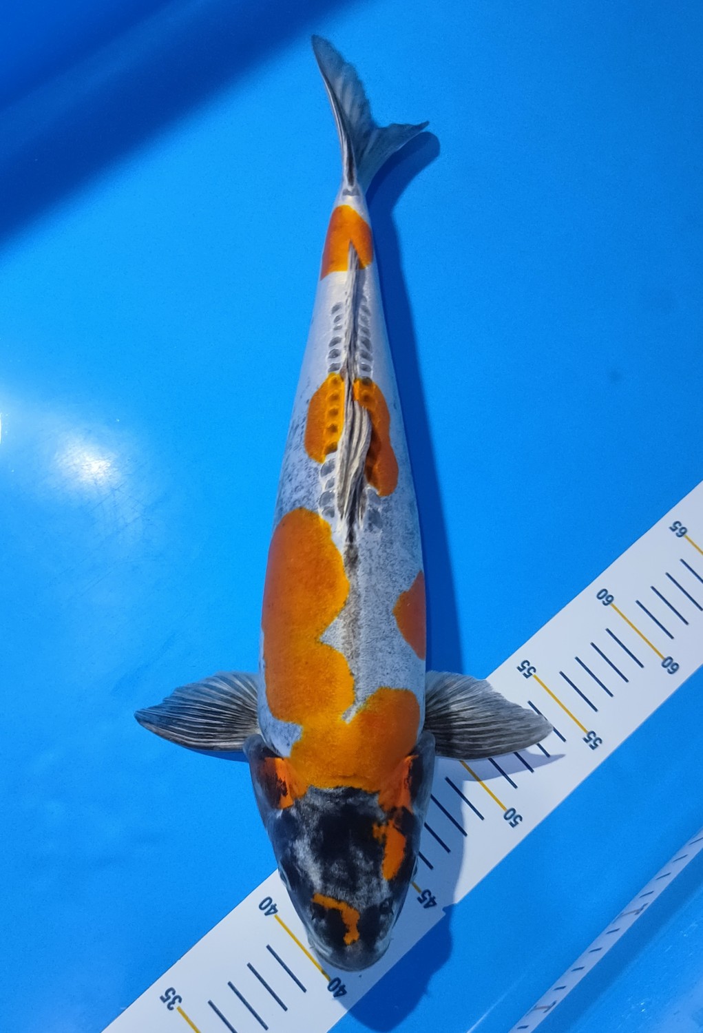 Juara 4