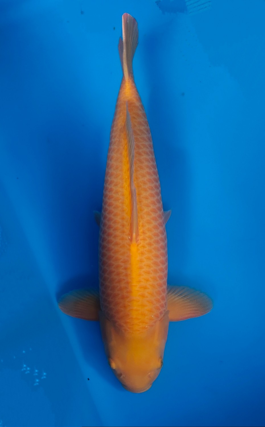 Juara 1