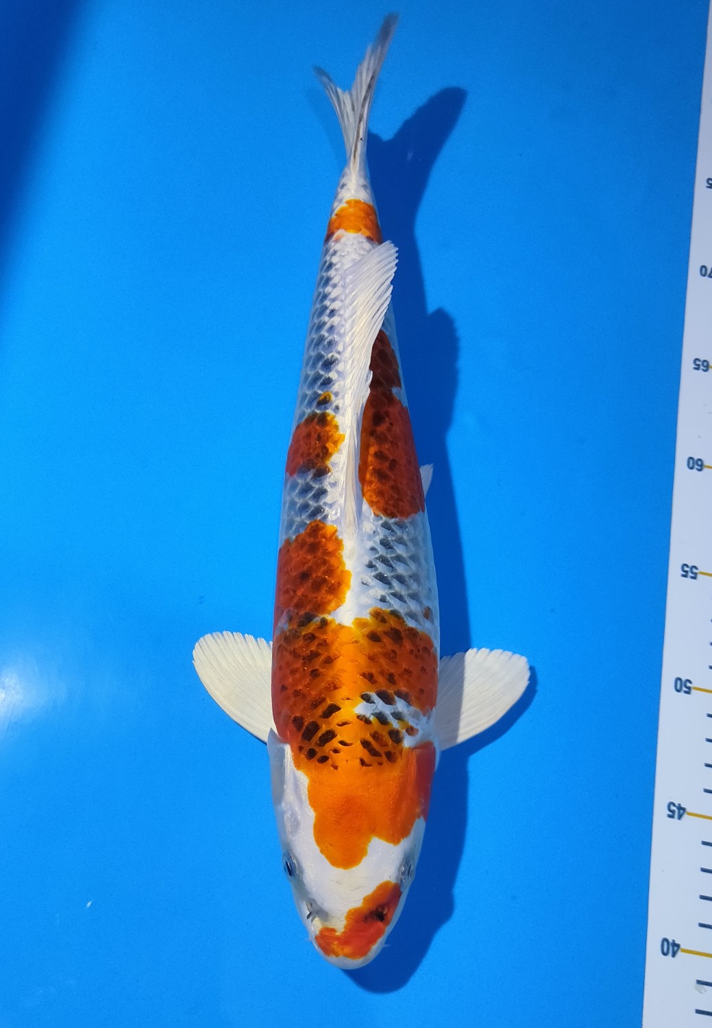 Juara 1
