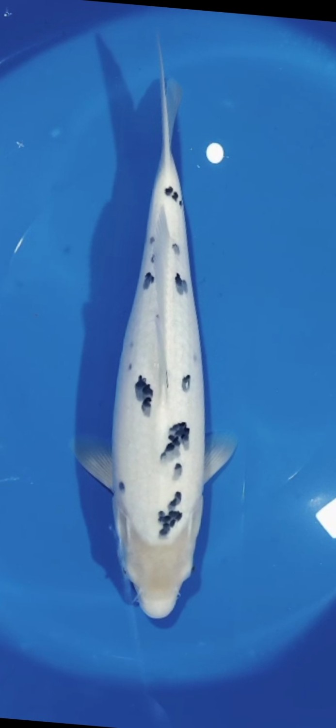 Juara 3