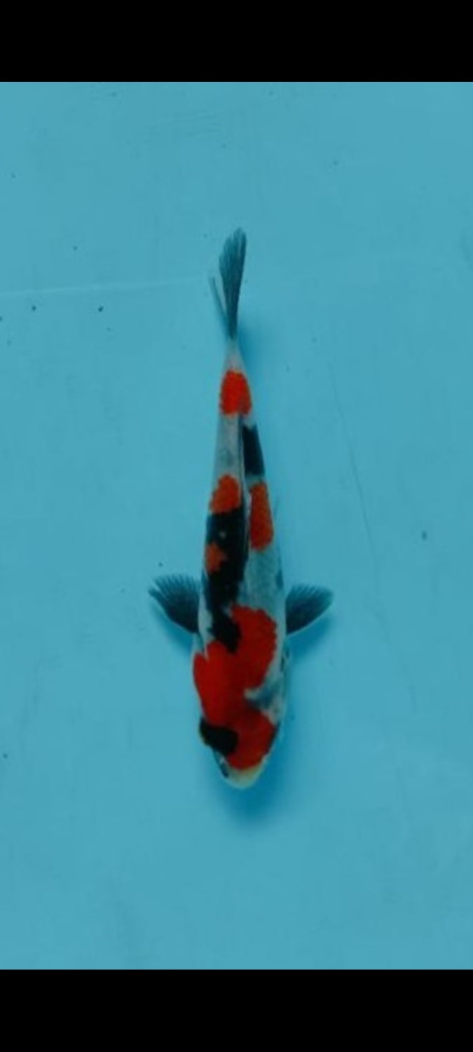 Juara 1