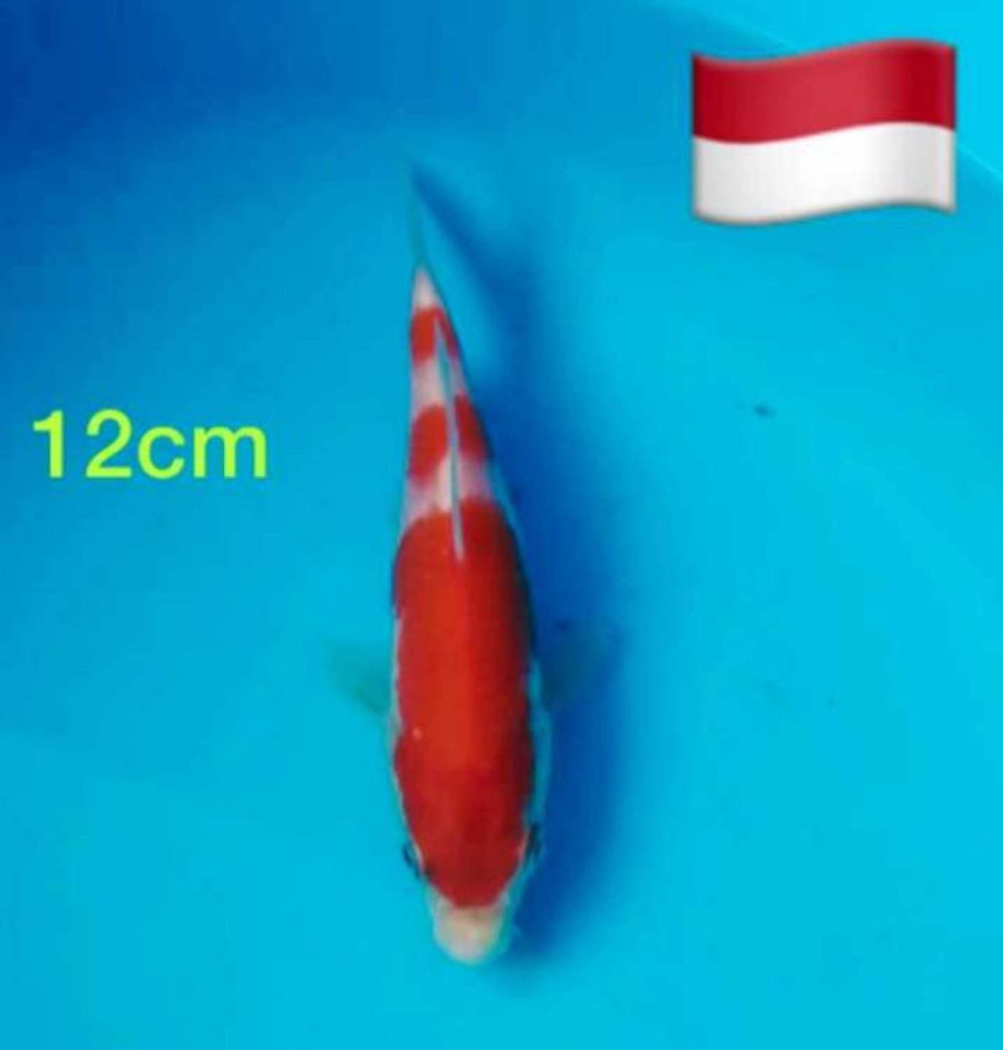 Juara 2