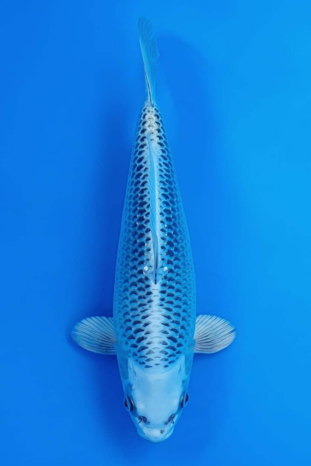 Best In Size E 26 - 30 cm