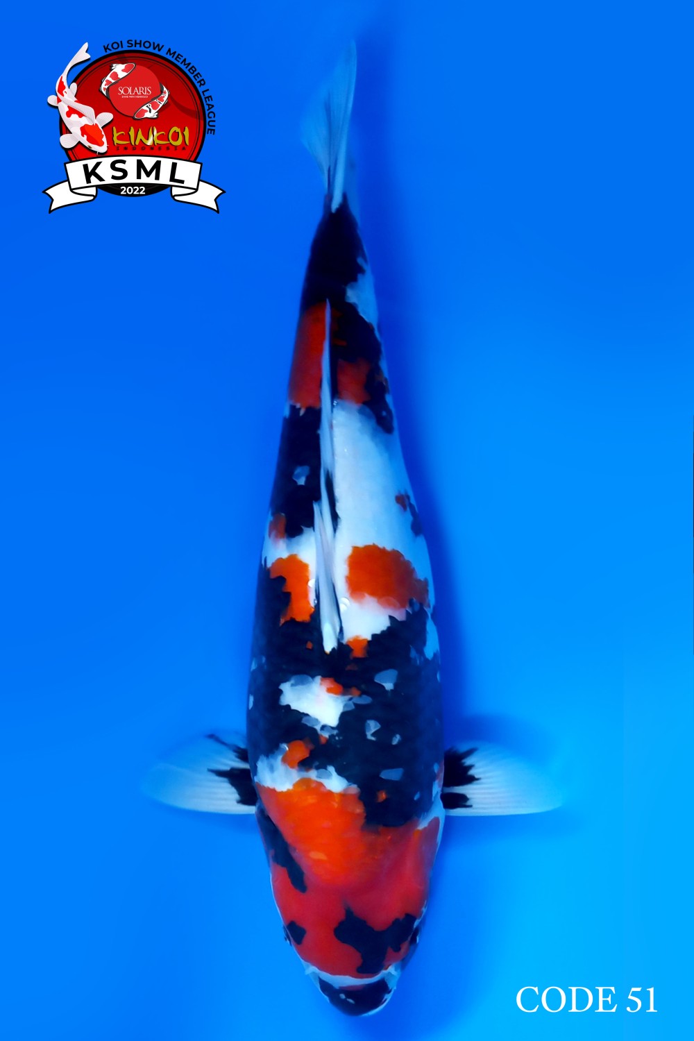 Best In Size A 51 - 55 cm