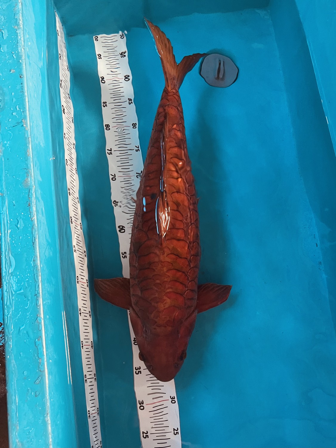 Juara 1