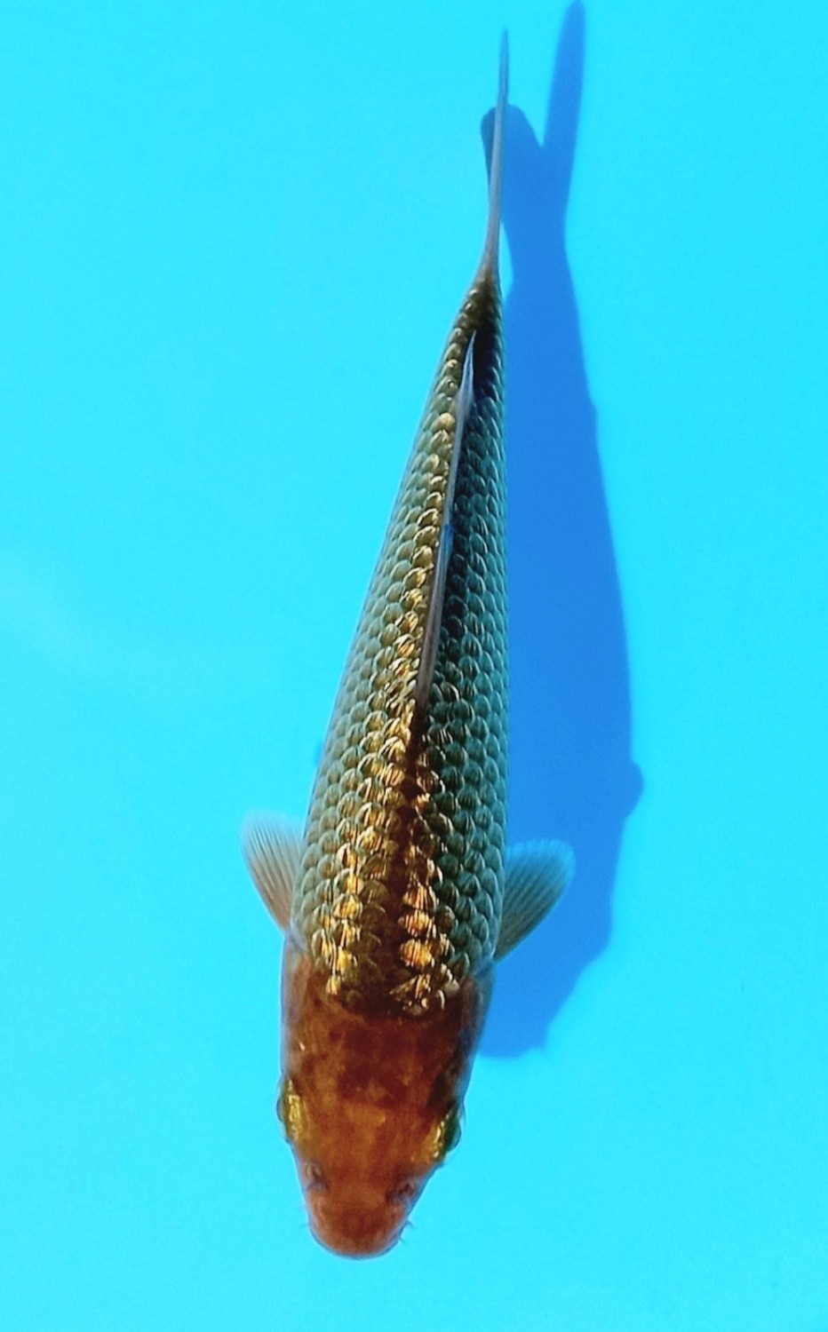 Juara 1