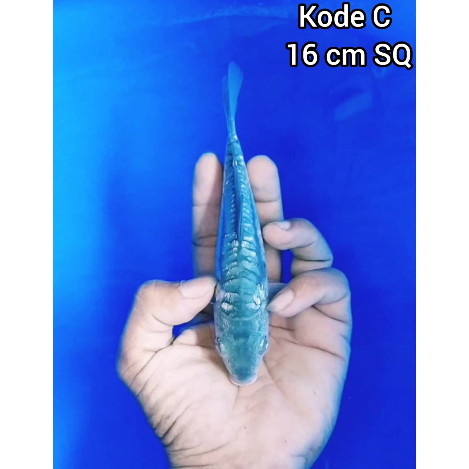 Juara 5