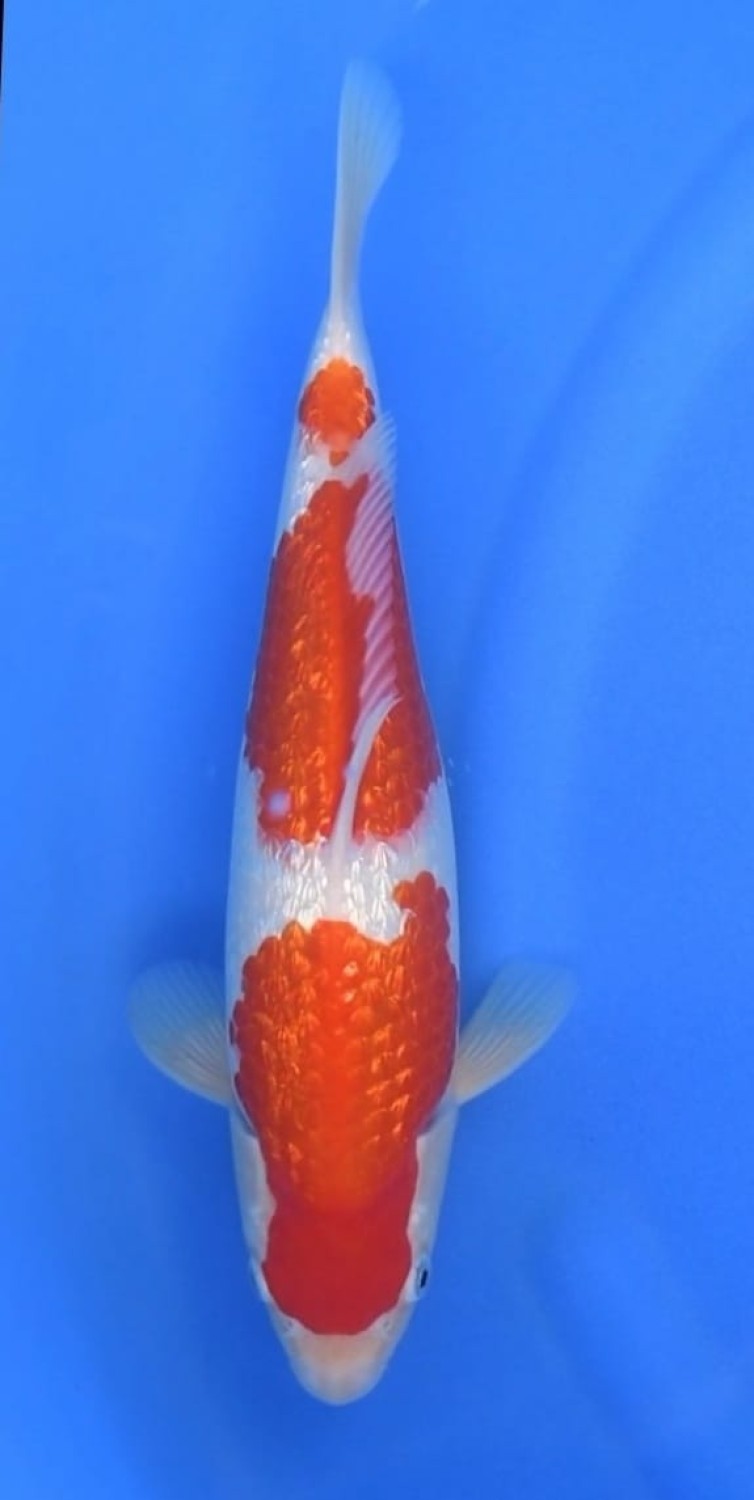 Juara 5