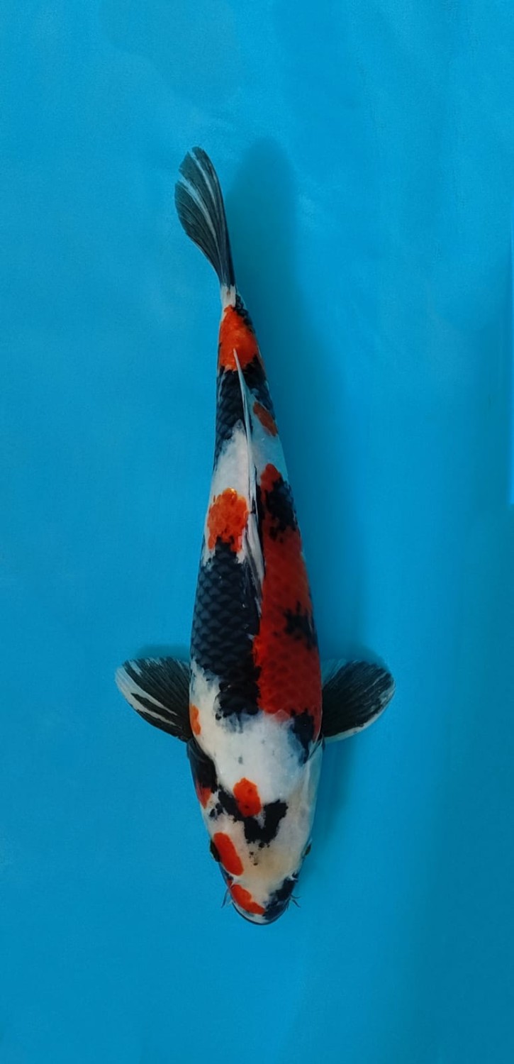 Juara 3