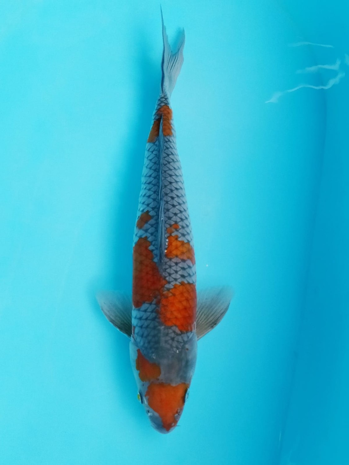 Juara 2