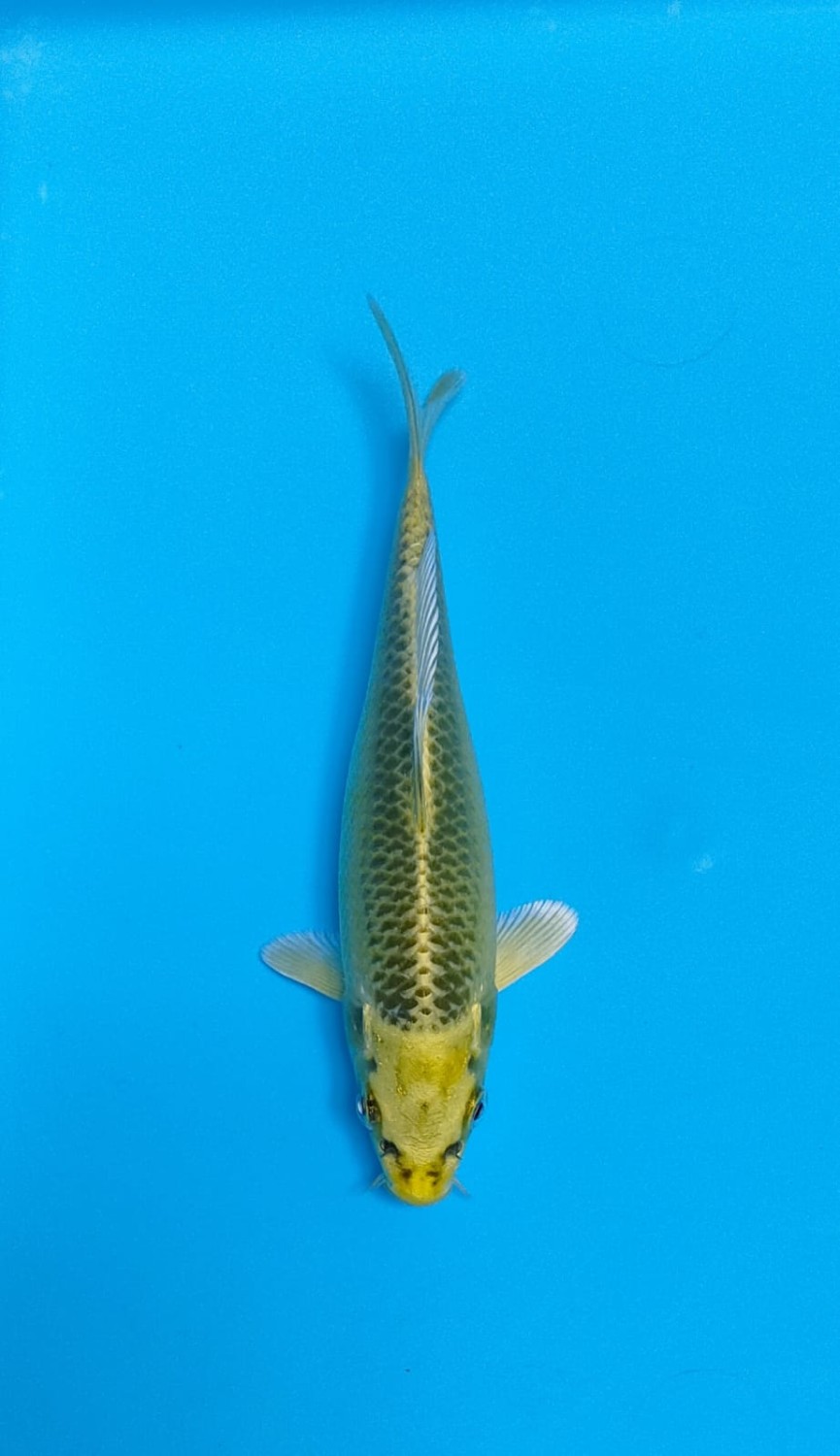 Juara 3