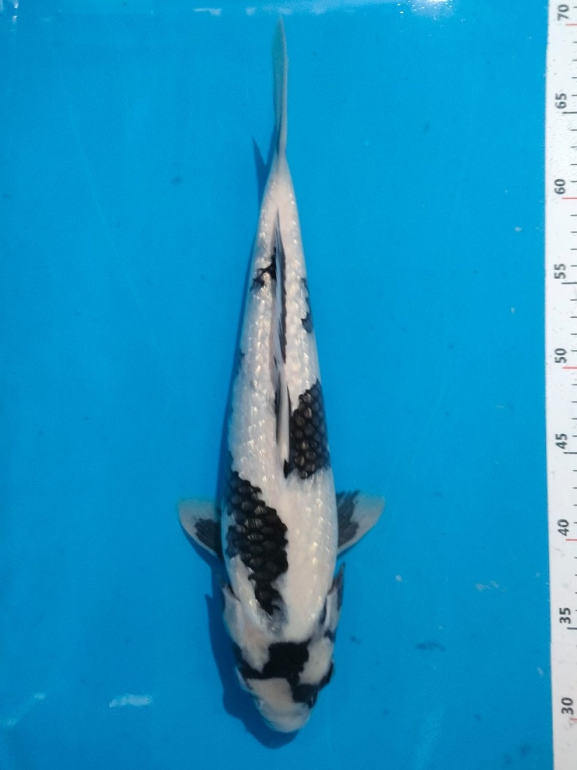 Juara 1