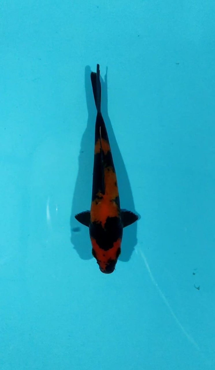 Juara 2