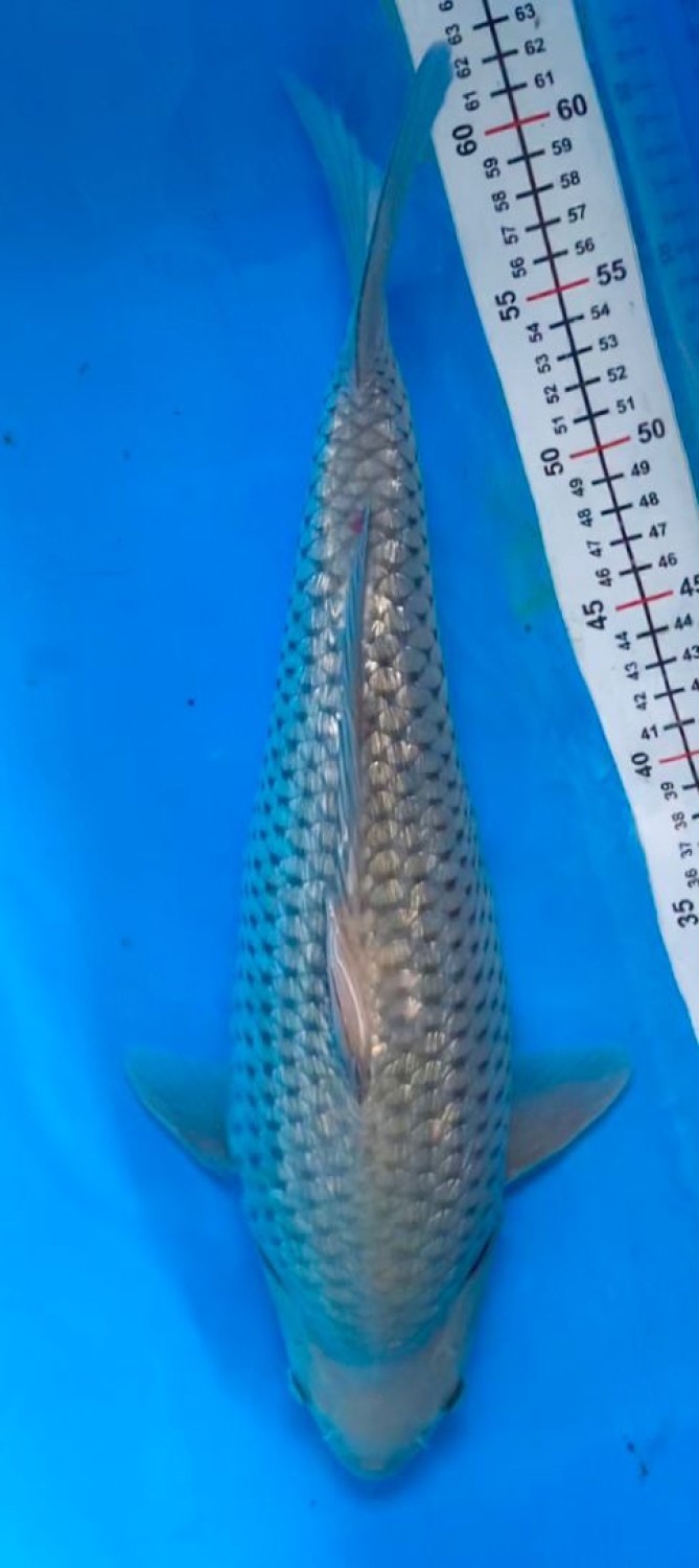 Juara 2