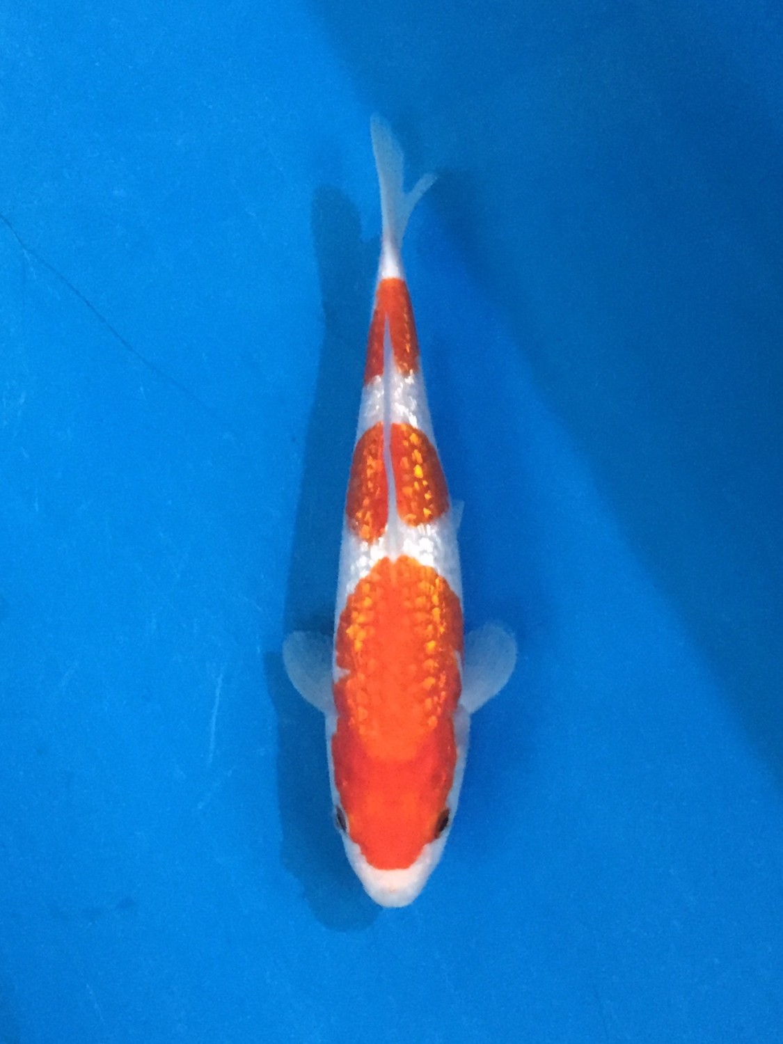 Juara 2