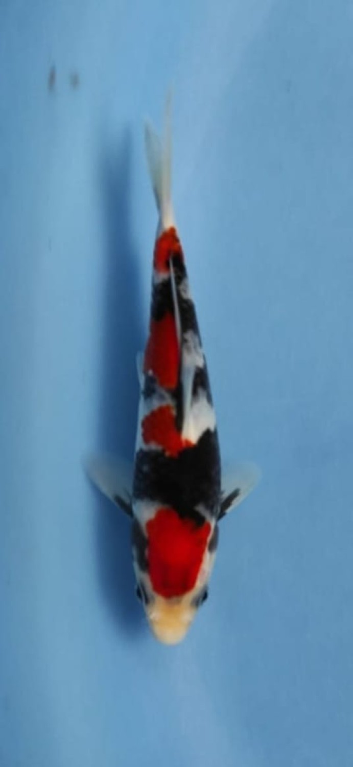Juara 5
