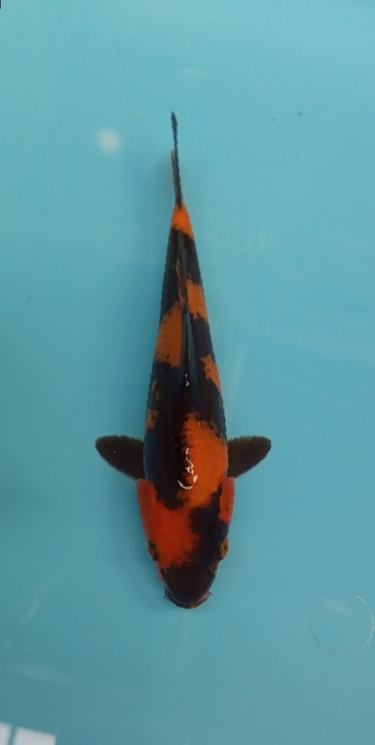 Best In Size D 16 - 20 cm