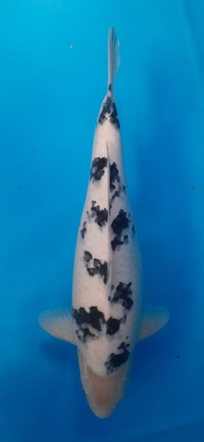 Juara 2