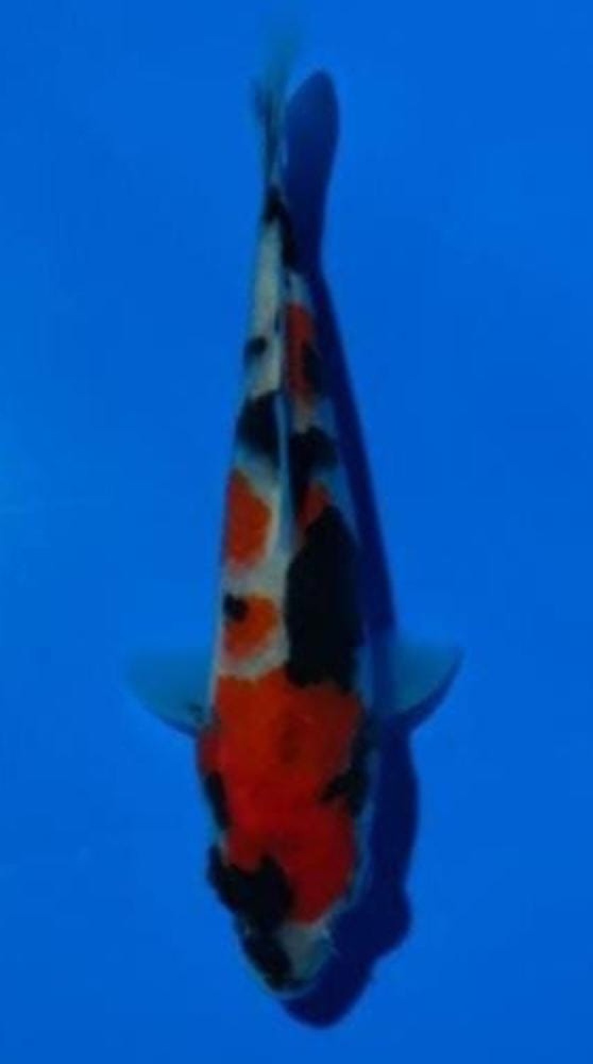 Juara 2