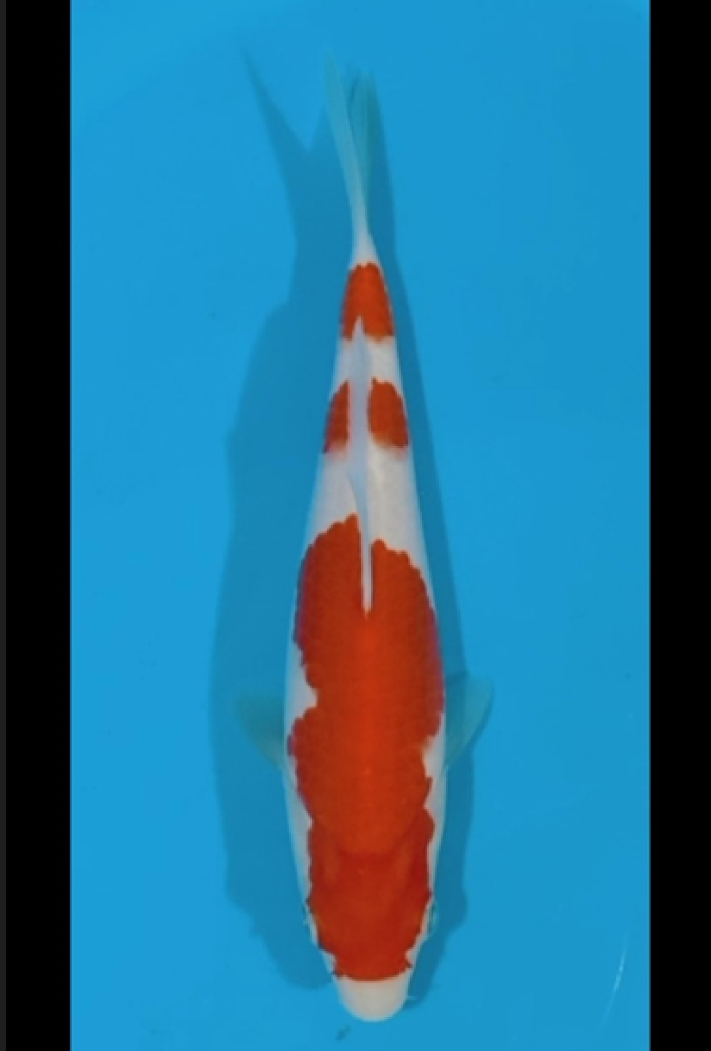 Juara 4