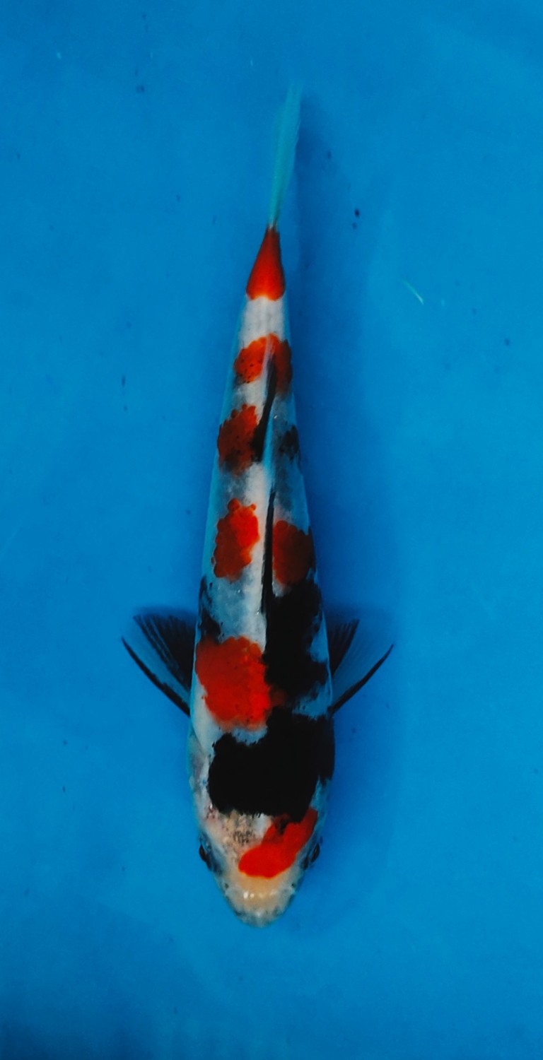 Juara 2