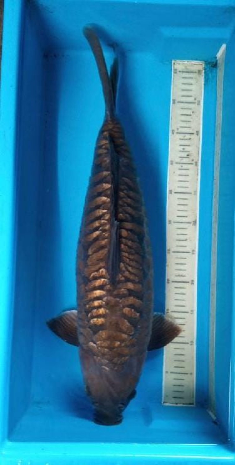 Juara 3
