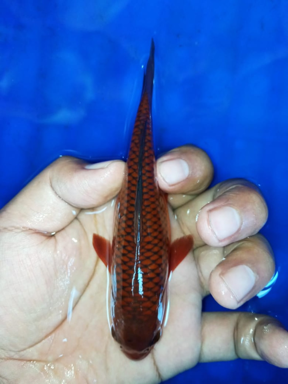 Juara 4