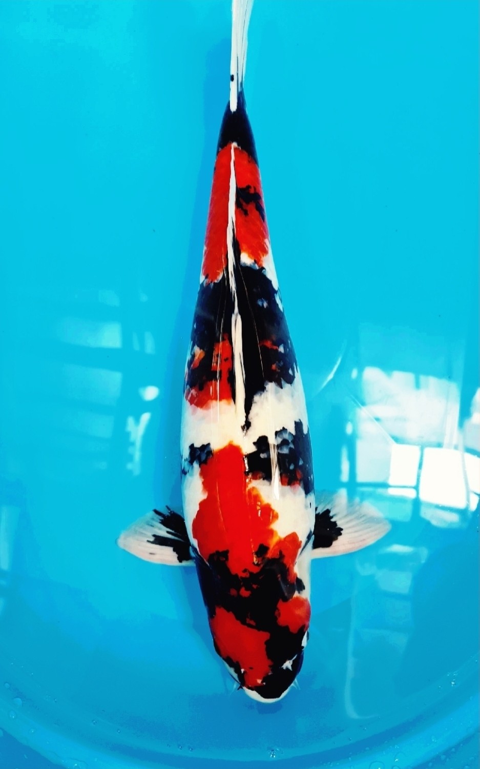 Juara 1