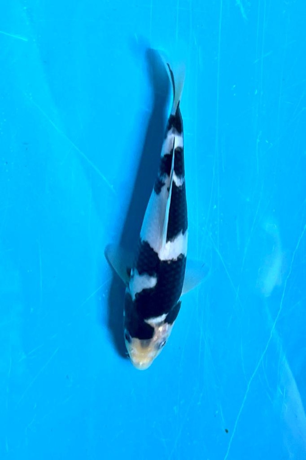 Juara 5