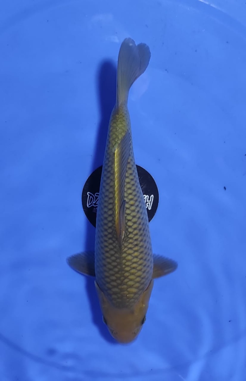 Juara 1