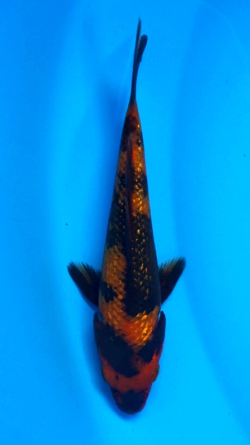 Juara 4