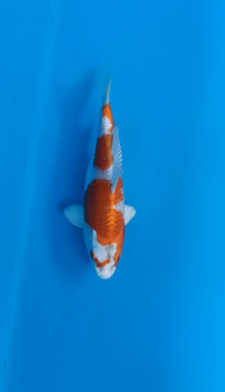Juara 5