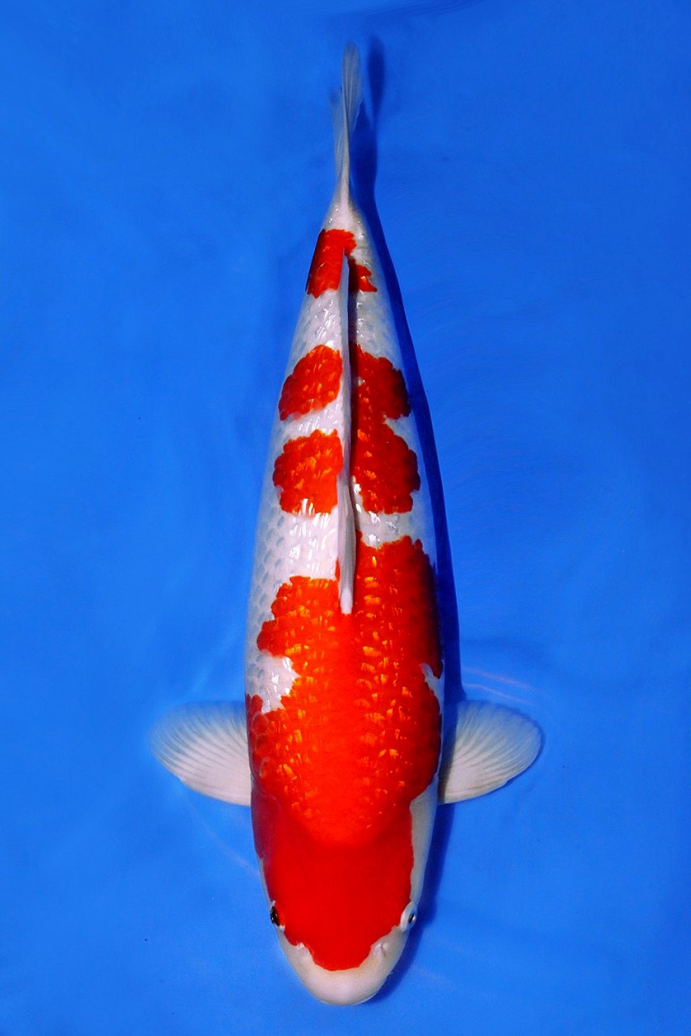 Best In Size B 61 - 65 cm