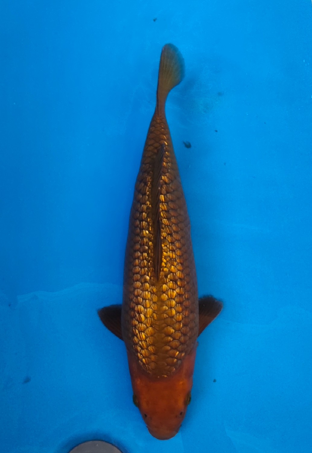 Juara 1