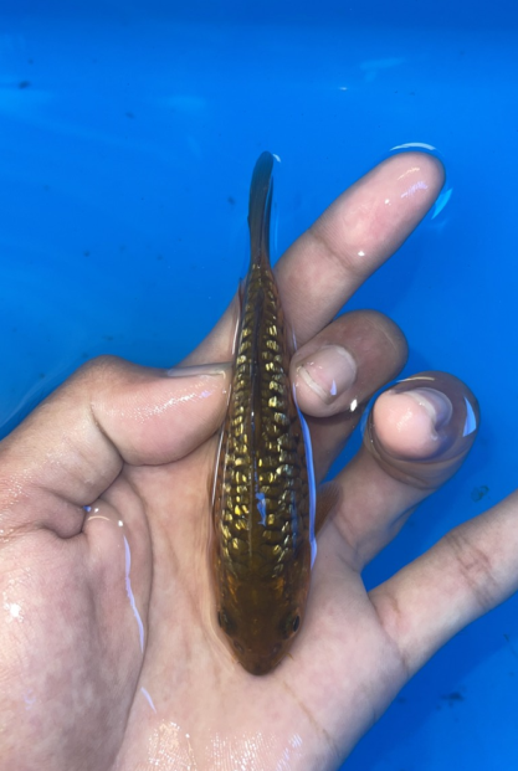 Juara 2