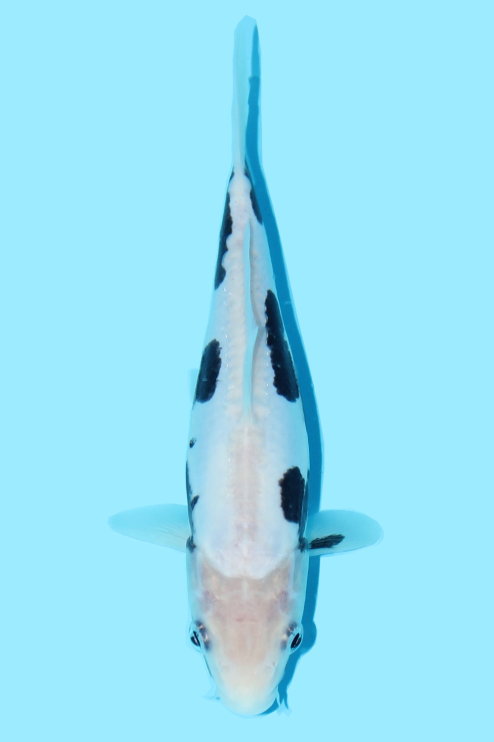 Juara 2