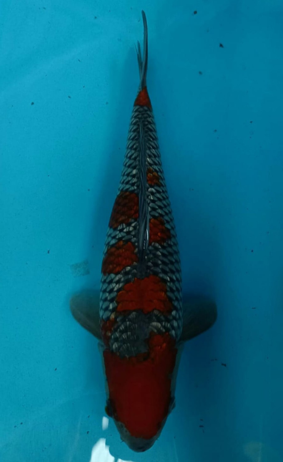 Juara 2