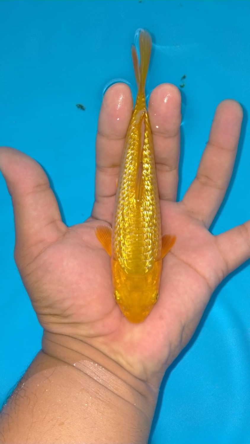 Juara 5