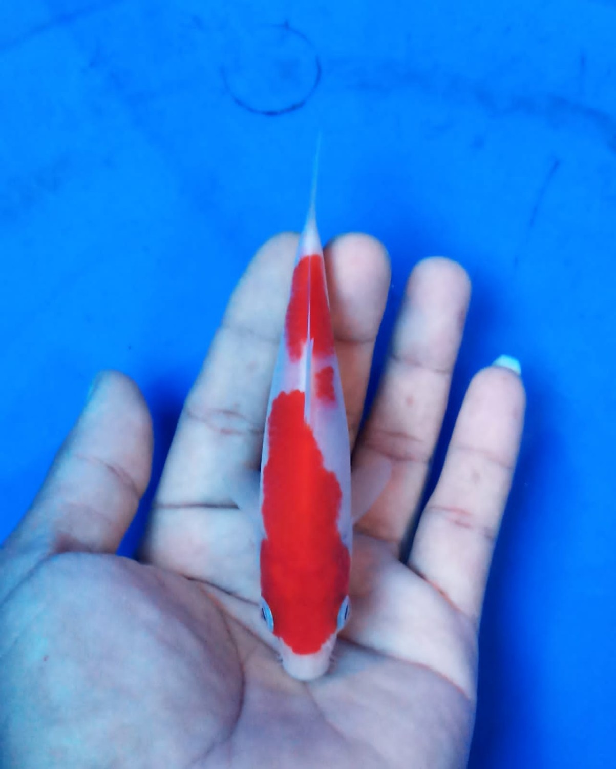 Juara 5